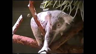 Barney Let's Go To The Zoo Koala Pictures Screen Slide Shows (Kind Claire Eales Style)