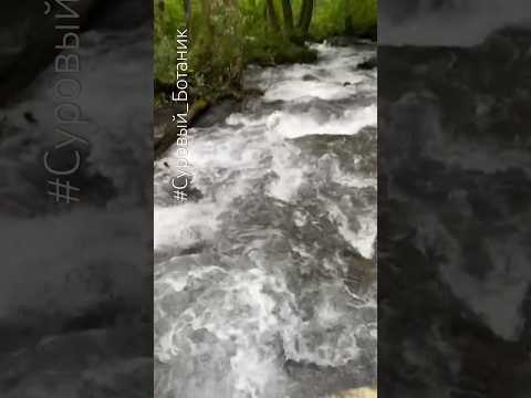Форсирование реки #Бешенка #КраснаяПоляна #СочинскийЗапаведник #Нацпарк #ГорнаяРека #Суровый_Ботаник