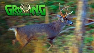 November Bucks in Rut: Deer Hunting Action 2015