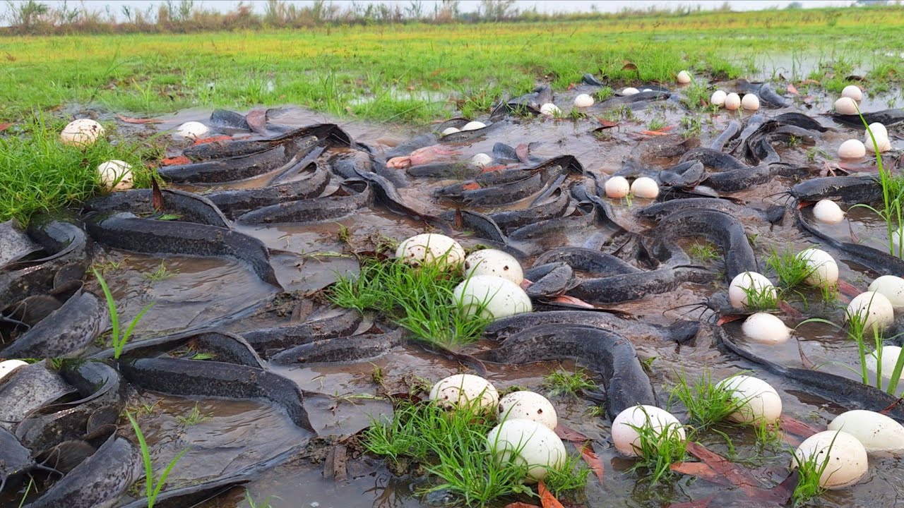 Pav Fishing! Catch fish in the meadow and collect lots of eggs.