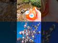Sea Animal Names | Kids Learn at the Small Waterfall: Clownfish Seagull Turtle Octopus Shark