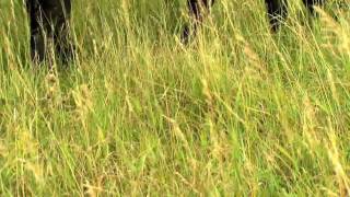 America's Grasslands: A Threatened National Treasure
