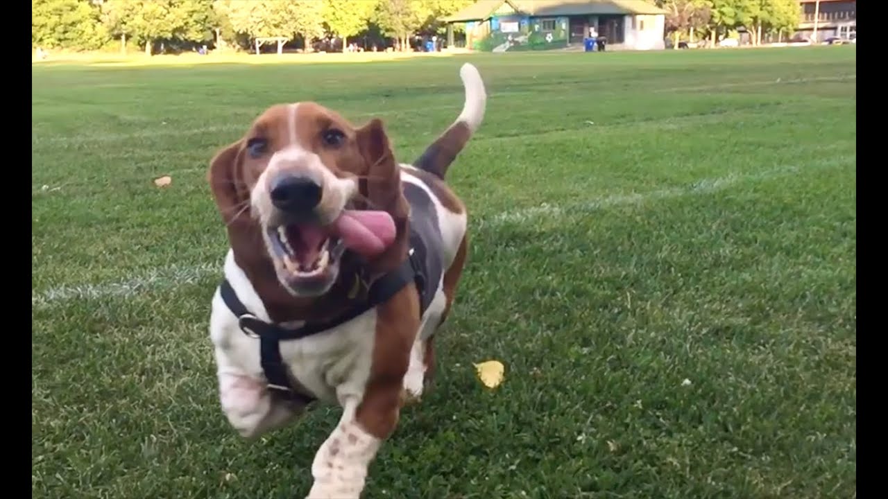 basset running in slow motion!