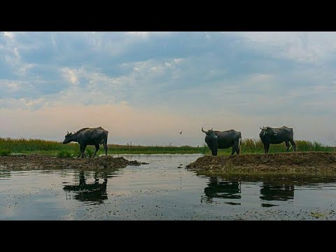 جاموس موال روعة