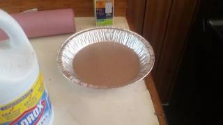 Best bed bug killer!!! Does Bleach Kill Bed Bugs How To Kill Bedbugs With Clorox Bleach