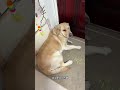 Xiaoji: The Room's Boss &amp; the Woods' Immortal Cat Lady