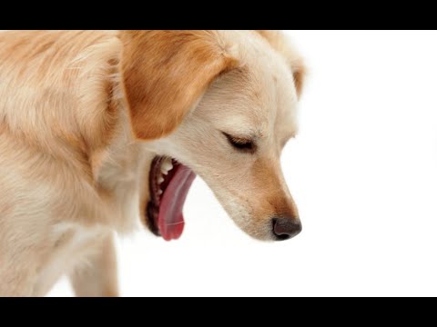 Management during vomiting in dogs | வாந்தி எடுக்குகும் நாய்க்குட்டிகளின் பராமரிப்பு