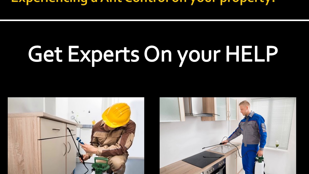 Wylie Pest Control Pros - Ant Control Service in Wylie TX