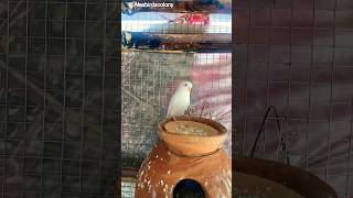 | White Face Budgies 😍 | 🤍 Rare Beauty Bird in Nesting Mood 🐦✨ #shorts #youtubeshorts #birds #parrot