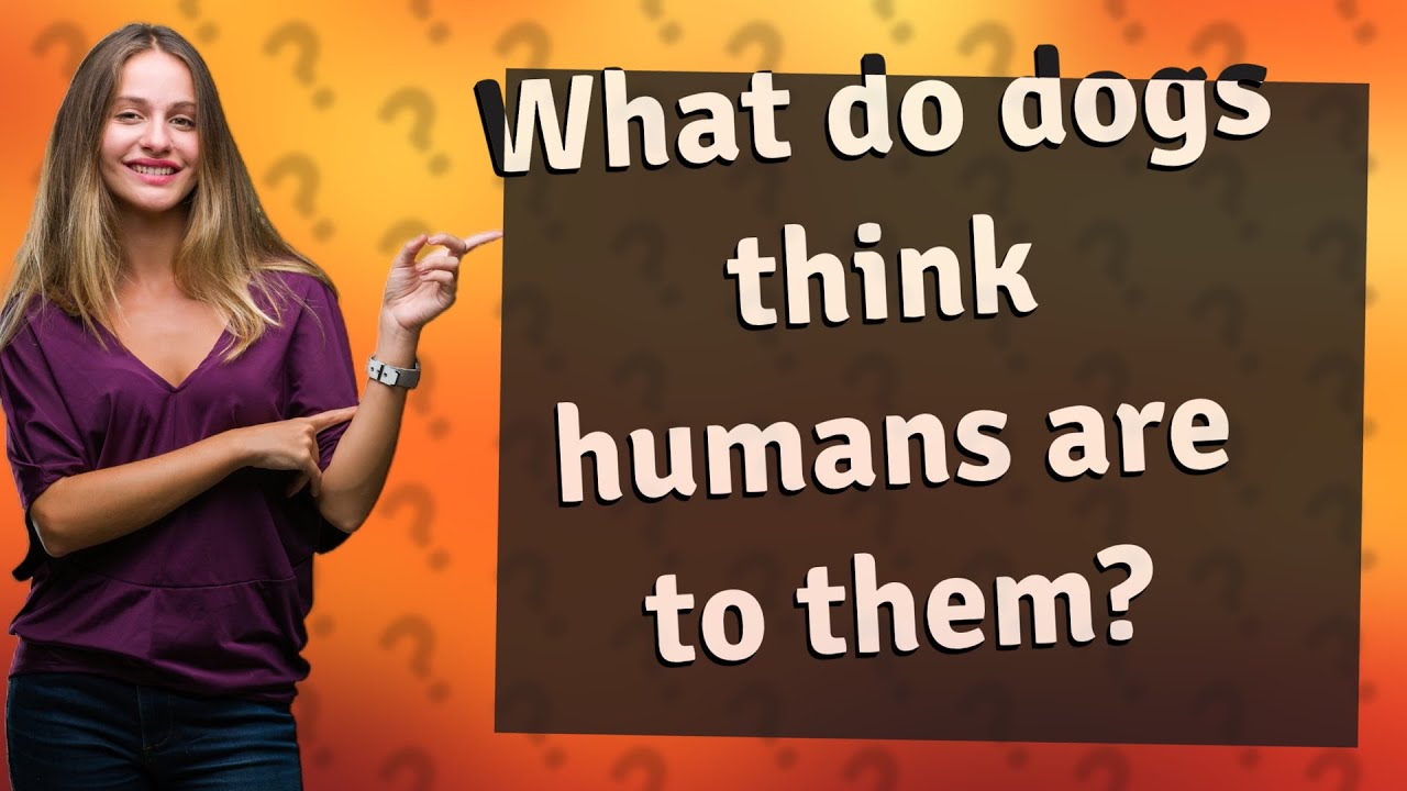 What do dogs think humans are to them? YouTube