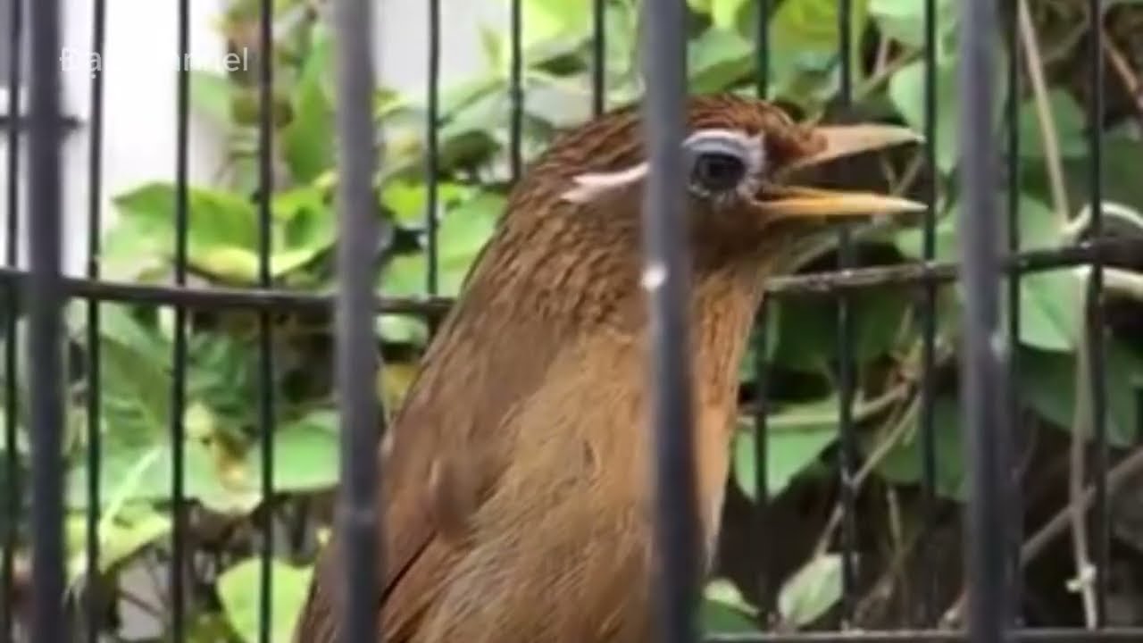 Họa Mi Hót Liên Hồi – Giọng Dẻo Và Mạnh Cho Chim Mau Lửa