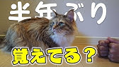 猫と喋るぬいぐるみ Youtube 猫と喋るぬいぐるみ Youtube