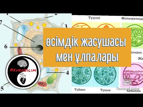 Өсімдік жасушасы мен ұлпалары! ҰБТ биология