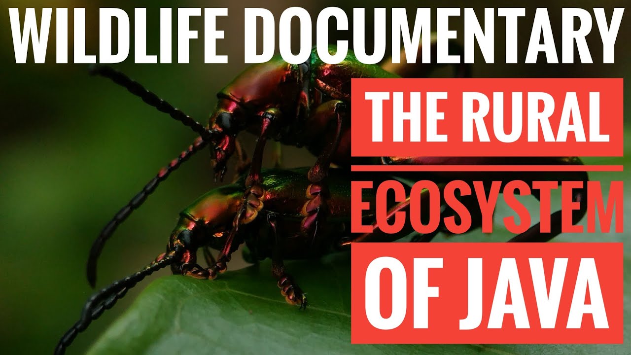 Wildlife Documentary | The Rural Ecosystem Of Java #wildlife # ...