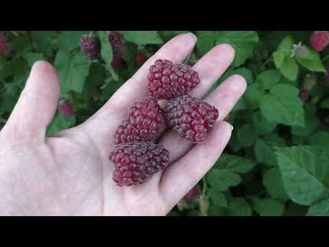 Video: Кантип практикалык долбоорду коргоочу чечим кымбат баалуу көркөм чыгармага айланды: Гобелен