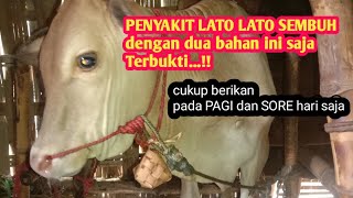 terbukti penyakit lato lato bisa disembuhkan dengan bawang putih dan oli bekas
