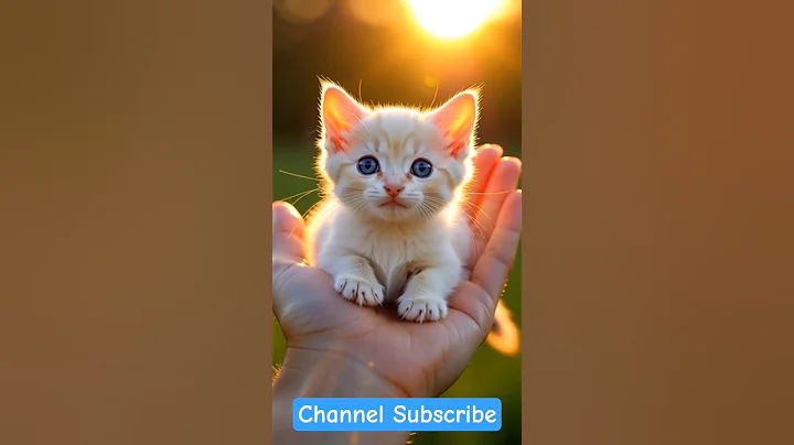 Video 11854971: cat cute lion, lion cat funny, cat dog pets, mom cat