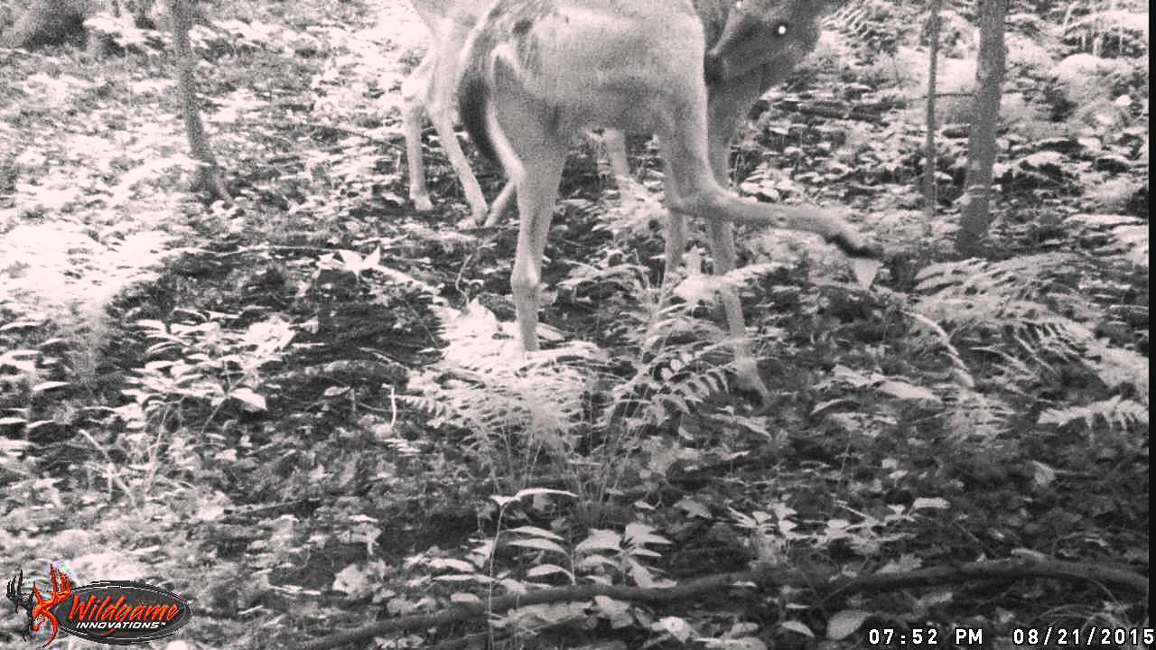 2 nice bucks on my trail camera