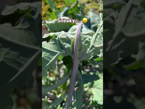 Cabbage Worms! Not