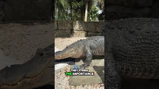 A developer might not get their way and they are not happy about it Profile