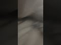 2 nuts Boston Terrier playing