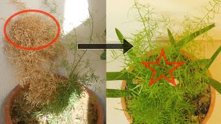 Never Ignore These Signs When It Comes To Asparagus Ferns (Asparagus densiflorus)
