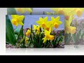  the beauties of spring    wonderful music giovanni marradi