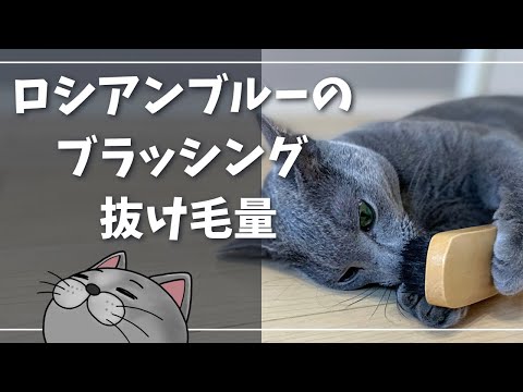 最強のおすすめブラシ＆抜け毛量は多いのか？【ロシアンブルー】猫