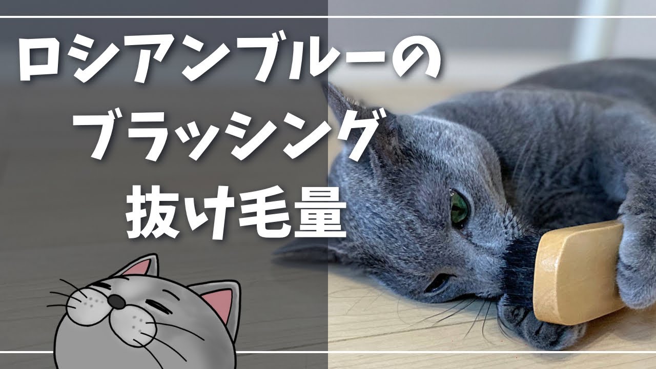 最強のおすすめブラシ＆抜け毛量は多いのか？【ロシアンブルー】猫
