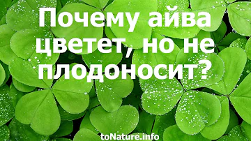 Почему айва цветет, но не плодоносит?