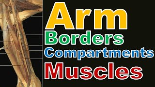 27. Muscles of Arm (1/7) || Upper Limb || كلية الطب - مادة التشريح || [A3] || [29]