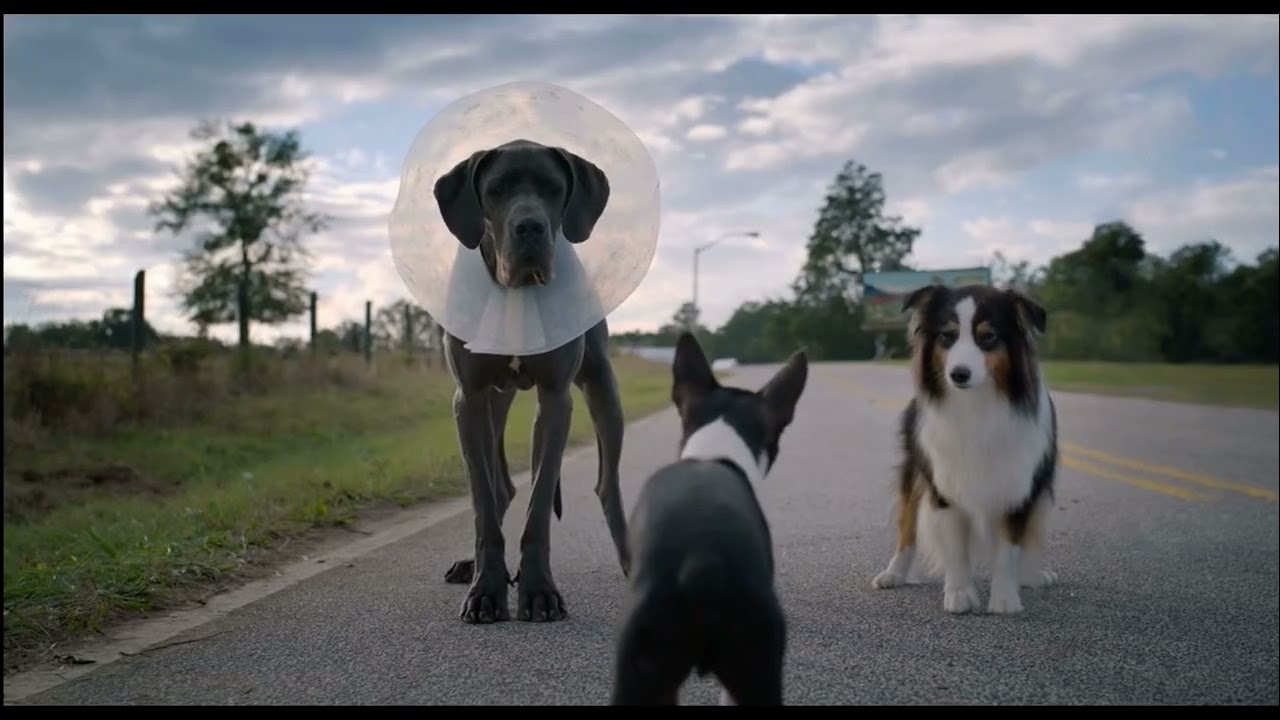 Strays (2023) Nunya business 