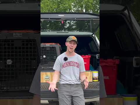 Importance of feeding your dog on the road | Upland Path