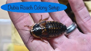 How to Care for Dubia Roaches: Colony Setup and Maintenance