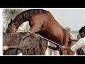 Horse Breeding &ndash; First Time Mating | Powerful Stallion & Mare Natural Breeding