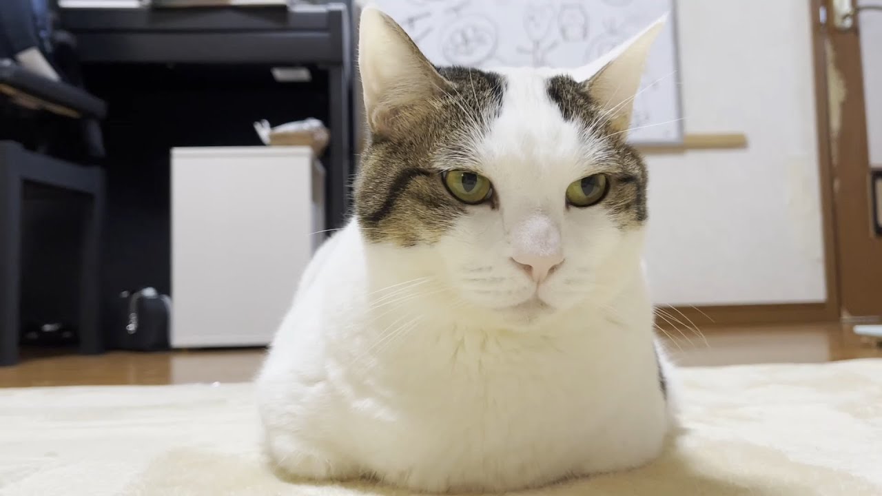 母猫が退くのを健気に待つ猫 - YouTube