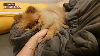 Pomeranian's 1 year(2 months ~ 1 year old.)