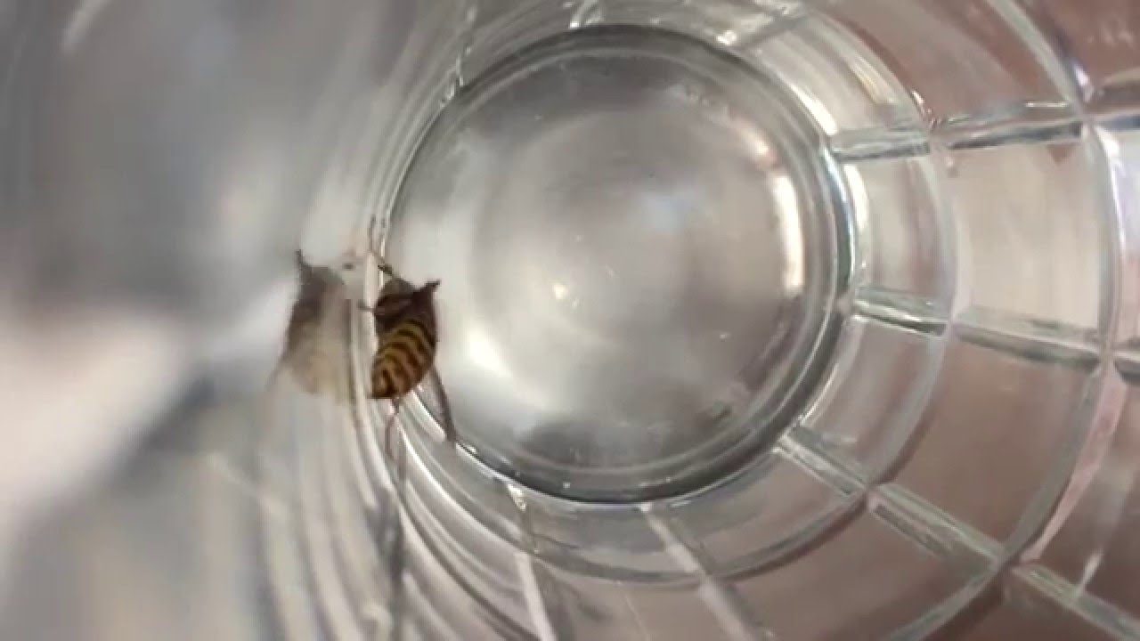 Slow Motion iPhone Video Sample of a Yellowjacket Wasp