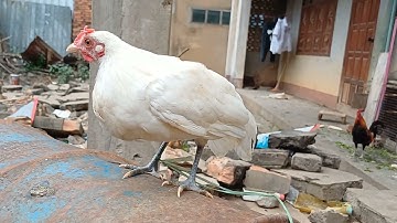 saib me nyuam qaib dib ua ke nawb cov phooj ywg 22/5/2024