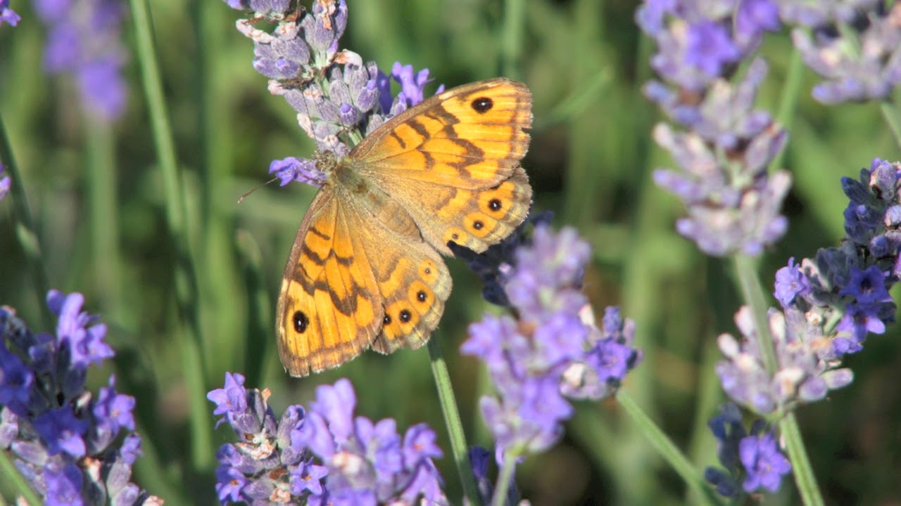 Parco Fluviale  Gesso Stura   Cuneo     720p 1