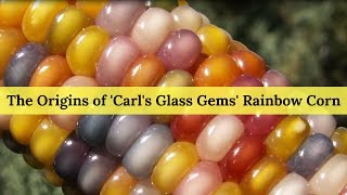 The Origins of 'Carl's Glass Gems' Rainbow Corn