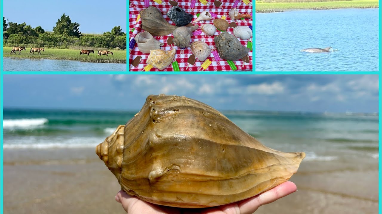 Shakleford Banks Shelling, Horses, Dolphins, and Swimming while visiting Emerald Isle NC - July 2023