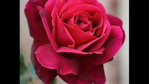 Characteristics of Ghosts