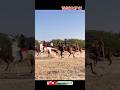 Horse race vlog 46 | hours of Gujarat | horse power | horse race | #shorts | #horse #horserace