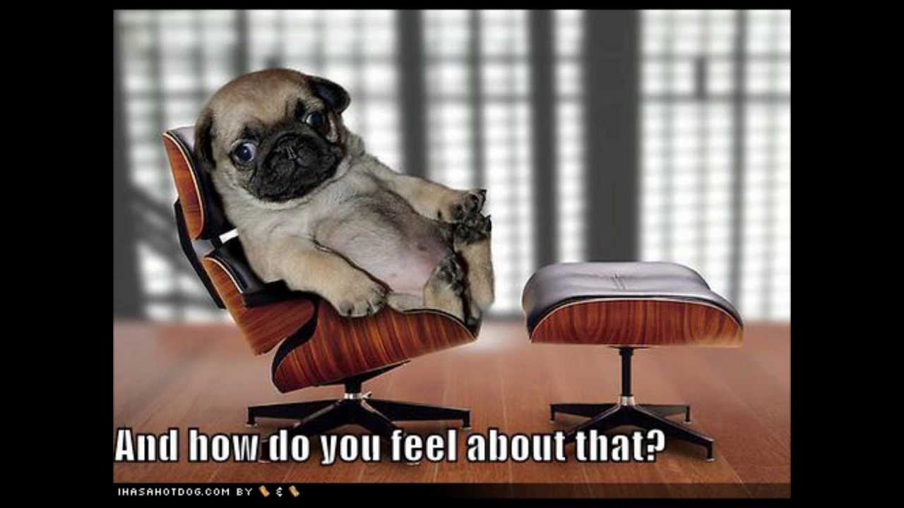 Funny Pugs! :D 