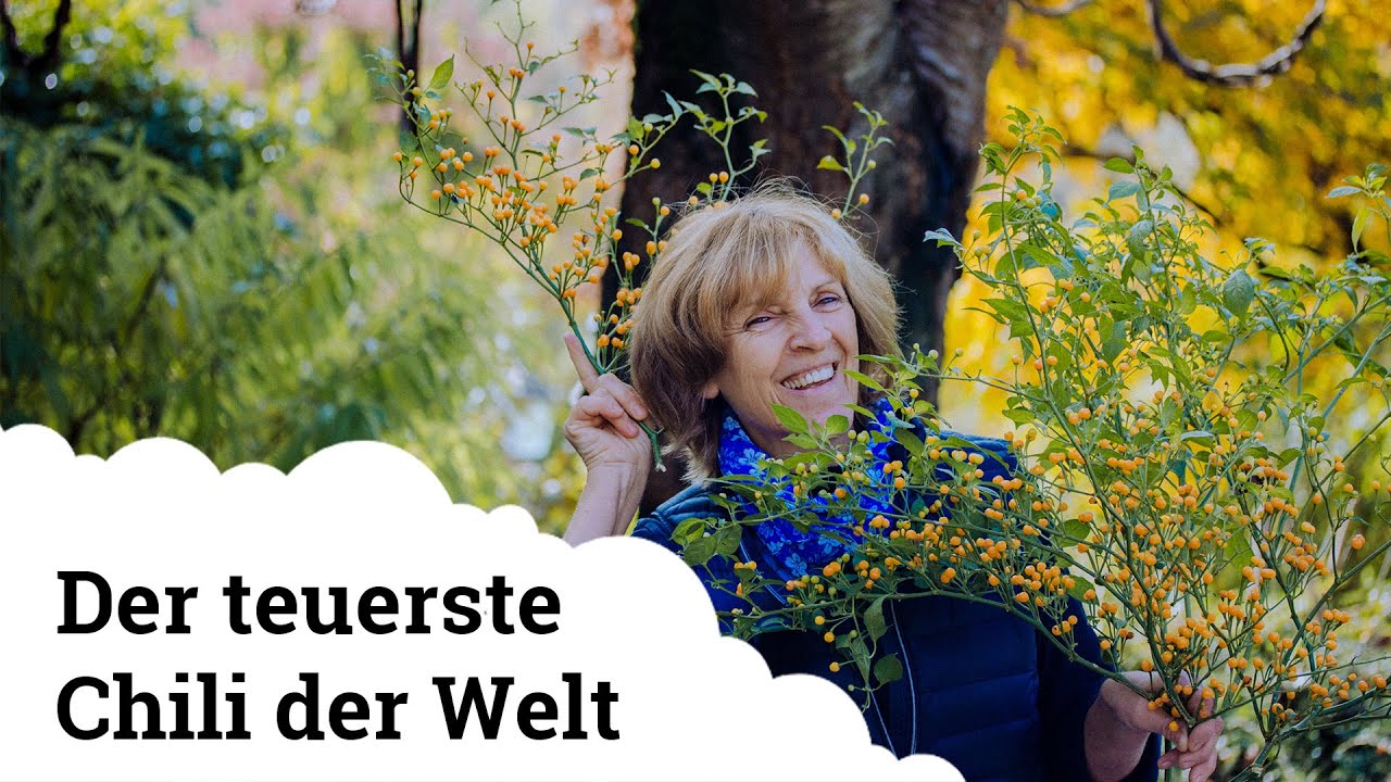 Charapita | Der teuerste Chili der Welt! 🌶️