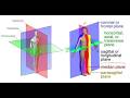 General Anatomy and Radiographic Positioning Terminologies or Words in Radiology Profession