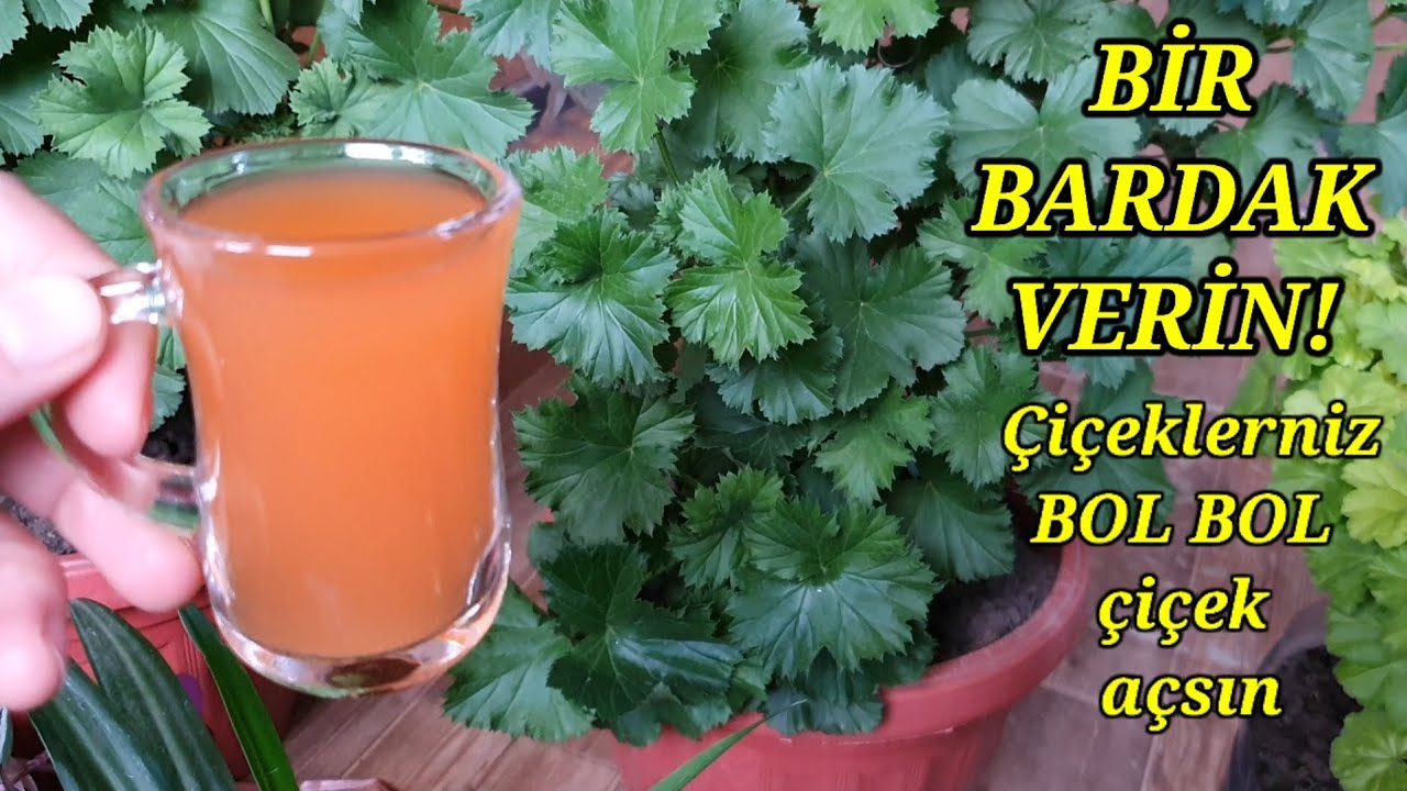 Çiçeklernizin canlanmasının ÇOK BASİT biyolu😉Bir bardak verin çiçeklerniz BOL BOL çiçek açsın✅