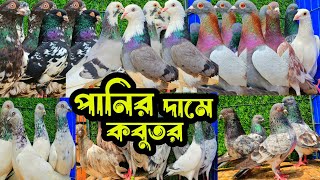 পানির দামে পাকিস্তানি টেডি,রেসার,হাইফ্লায়ার গিরিবাজ কবুতর কিনুন | বাকবাকুম পায়রা | Pigeon video |