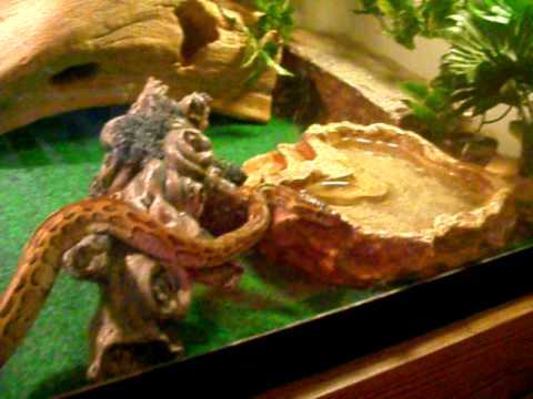 Rock Python